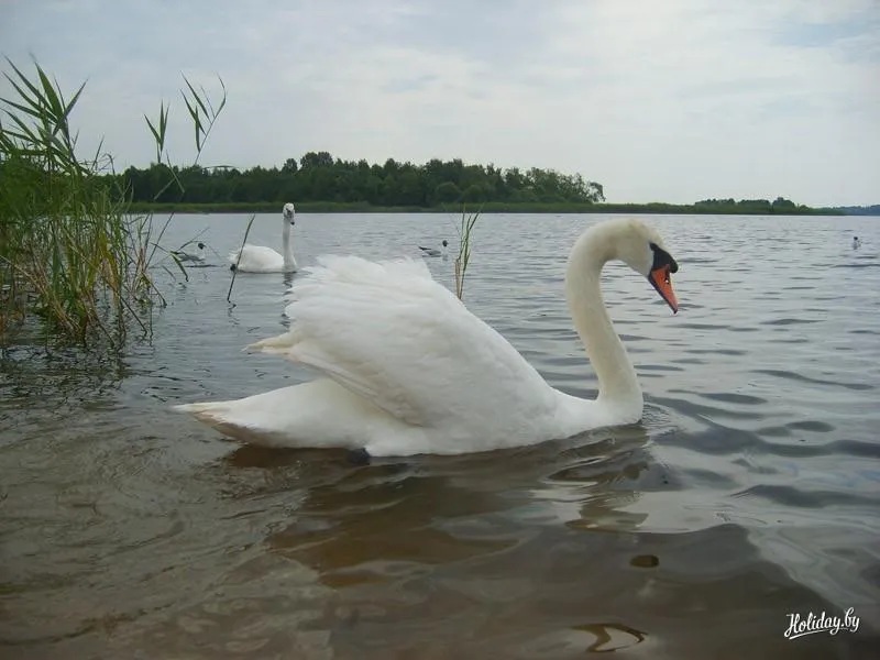 Фото Усадьба Королевская