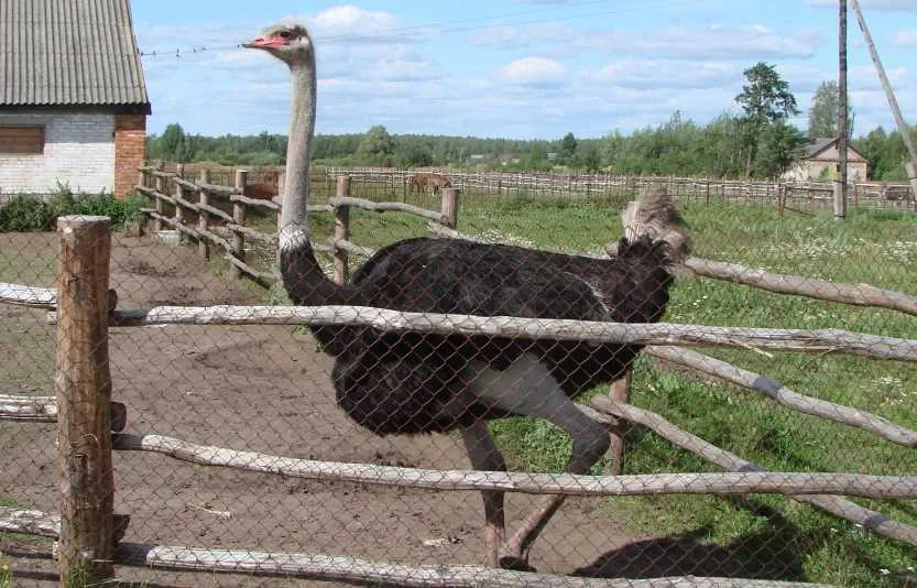 Фото Усадьба Слуцкий страус