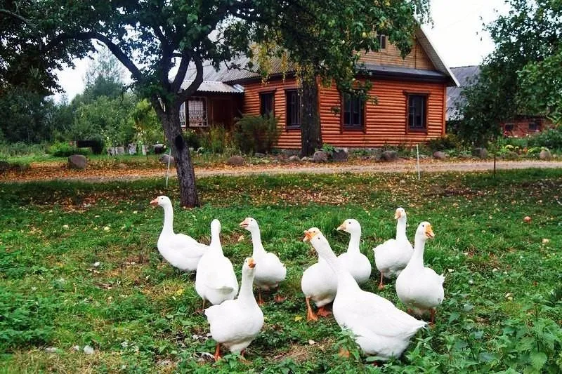 Фото Усадьба Между двух озер