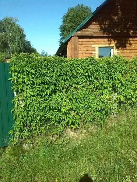 Усадьба Симоновичи Могилевская область